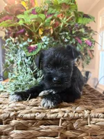 Daisy, a male Miniature Schnauzer for sale in Liberty, KY – 1 of 1