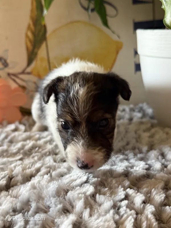 Bellwether – Wire Fox Terrier puppy for sale in Liberty, KY
