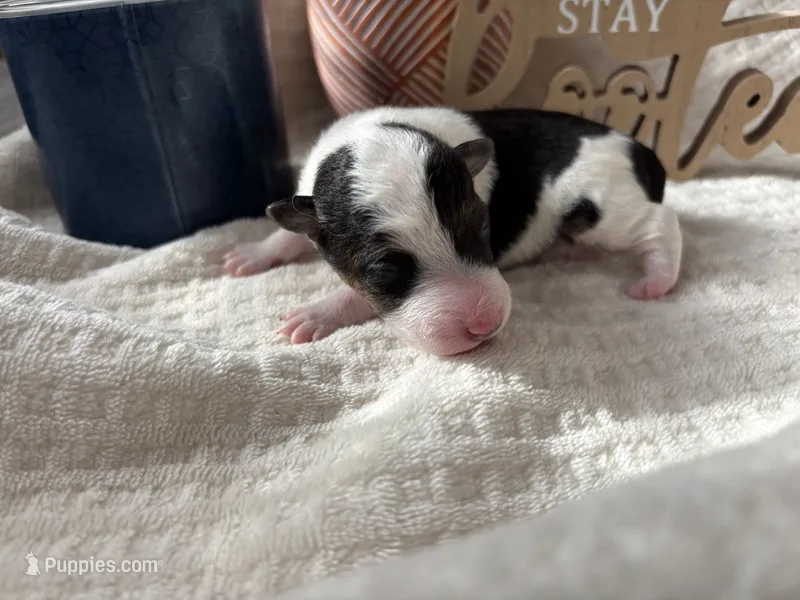 Duke weaselton – Wire Fox Terrier puppy for sale in Liberty, KY