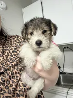 Clawhauser, a male Wire Fox Terrier for sale in Liberty, KY – 5 of 5