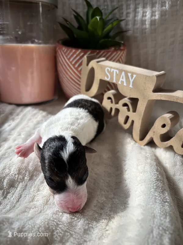 Fru Fru  – Wire Fox Terrier puppy for sale in Liberty, KY