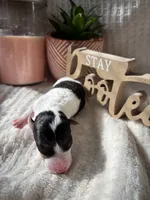 Fru Fru , a female Wire Fox Terrier for sale in Liberty, KY – 1 of 2