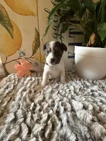 Bonnie Hopps, a female Wire Fox Terrier for sale in Liberty, KY – 4 of 5