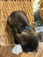 Yoshi, a male Miniature Schnauzer for sale in Liberty, KY – 6 of 9