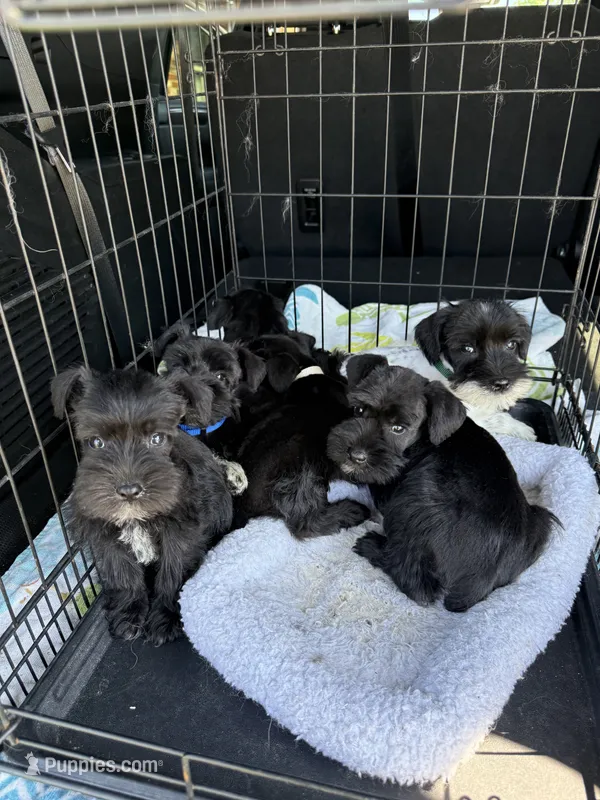 Mario  – Miniature Schnauzer puppy for sale in Liberty, KY