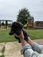 Bella, a female Miniature Schnauzer for sale in Liberty, KY – 5 of 8