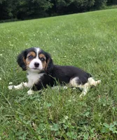 Banjo, a male Cavalier King Charles Spaniel for sale in Brazil, IN – 2 of 9
