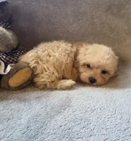 Ruby, a female Maltipoo and Poodle - Miniature  for sale in Brazil, IN – 4 of 10