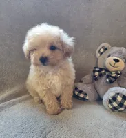 Tucker, a male Maltipoo and Poodle - Miniature  for sale in Brazil, IN – 4 of 10