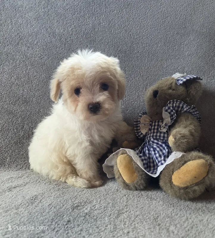 Daisy – Maltipoo, Poodle - Miniature  puppy for sale in Brazil, IN