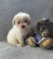 Daisy, a female Maltipoo and Poodle - Miniature  for sale in Brazil, IN – 1 of 10