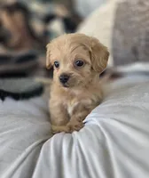 Cody, a male Poodle - Miniature  and Shichon for sale in Brazil, IN – 2 of 9