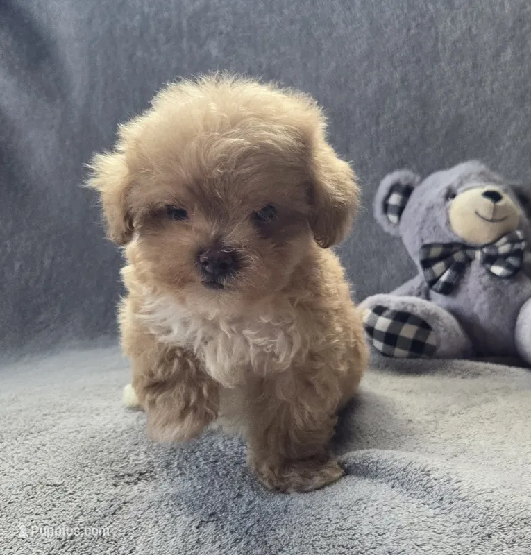 Theodore  – Maltipoo, Poodle - Miniature  puppy for sale in Brazil, IN
