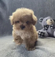 Theodore , a male Maltipoo and Poodle - Miniature  for sale in Brazil, IN – 1 of 10