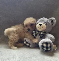 Jackson, a male Maltipoo and Poodle - Miniature  for sale in Brazil, IN – 3 of 10