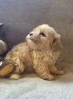 Ruby, a female Maltipoo and Poodle - Miniature  for sale in Brazil, IN – 7 of 10