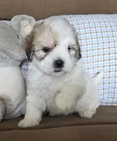 Teddy, a male Maltese and Poodle - Miniature  for sale in Brazil, IN – 6 of 9