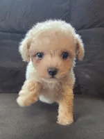 Lily, a female Poodle - Miniature  and Morkie for sale in Rockville, IN – 6 of 8