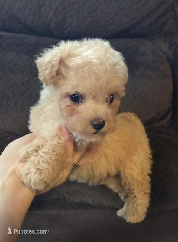 Lily – Poodle - Miniature , Morkie puppy for sale in Rockville, IN