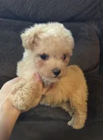 Lily, a female Poodle - Miniature  and Morkie for sale in Rockville, IN – 1 of 8