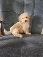 Copper, a male Maltese and Poodle - Miniature  for sale in Brazil, IN – 7 of 10