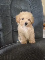 Copper, a male Maltese and Poodle - Miniature  for sale in Brazil, IN – 3 of 10