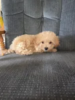 Copper, a male Maltese and Poodle - Miniature  for sale in Brazil, IN – 10 of 10