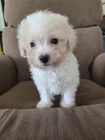 Shep, a male Maltese and Poodle - Miniature  for sale in Brazil, IN – 9 of 9
