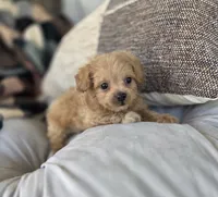 Cody, a male Poodle - Miniature  and Shichon for sale in Brazil, IN – 3 of 9