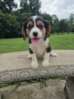 Banjo, a male Cavalier King Charles Spaniel for sale in Brazil, IN – 8 of 9
