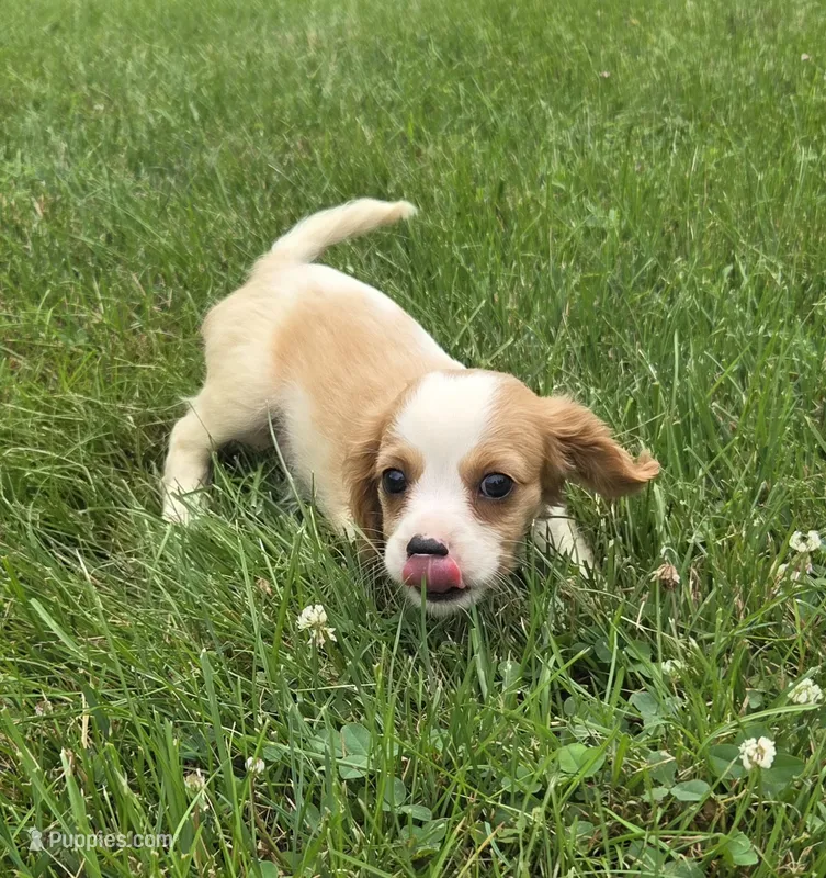 Ryder – Cavalier King Charles Spaniel puppy for sale in Brazil, IN