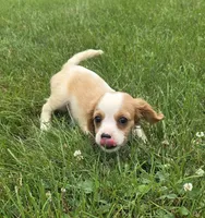 Ryder, a male Cavalier King Charles Spaniel for sale in Brazil, IN – 5 of 10