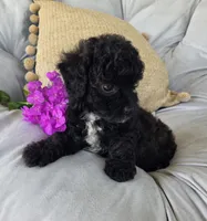 Lucy, a female Poodle - Miniature  and Shichon for sale in Brazil, IN – 4 of 10