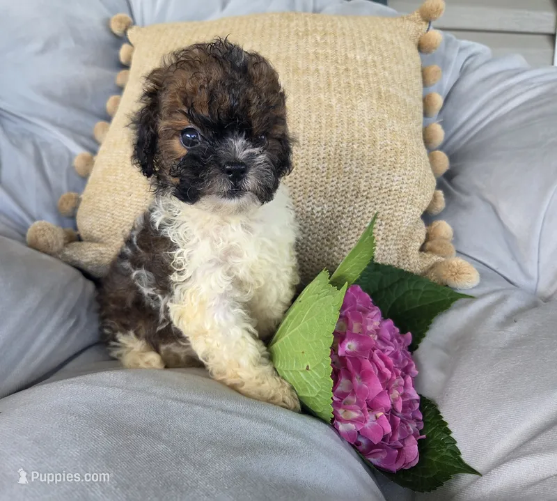 Sasha – Poodle - Miniature , Shichon puppy for sale in Brazil, IN