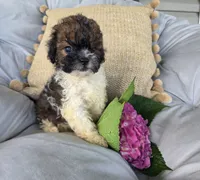 Sasha, a female Poodle - Miniature  and Shichon for sale in Brazil, IN – 1 of 10