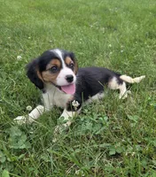 Banjo, a male Cavalier King Charles Spaniel for sale in Brazil, IN – 3 of 9
