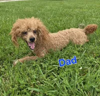 Lily, a female Poodle - Miniature  and Morkie for sale in Rockville, IN – 7 of 8