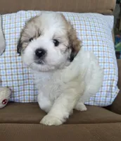 Teddy, a male Maltese and Poodle - Miniature  for sale in Brazil, IN – 2 of 9