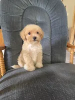 Rusty, a male Maltese and Poodle - Miniature  for sale in Brazil, IN – 8 of 10