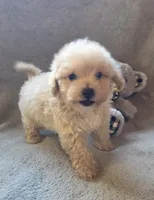 Tucker, a male Maltipoo and Poodle - Miniature  for sale in Brazil, IN – 6 of 10