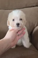 Shep, a male Maltese and Poodle - Miniature  for sale in Brazil, IN – 8 of 9