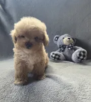 Theodore , a male Maltipoo and Poodle - Miniature  for sale in Brazil, IN – 8 of 10