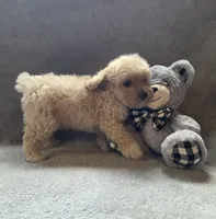 Jackson, a male Maltipoo and Poodle - Miniature  for sale in Brazil, IN – 5 of 10