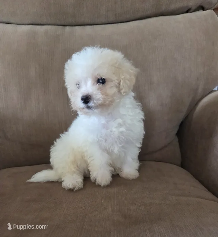 Shep – Maltese, Poodle - Miniature  puppy for sale in Brazil, IN