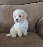 Shep, a male Maltese and Poodle - Miniature  for sale in Brazil, IN – 1 of 9