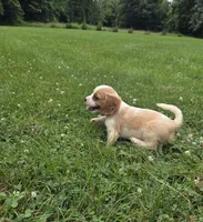Ryder, a male Cavalier King Charles Spaniel for sale in Brazil, IN – 2 of 10