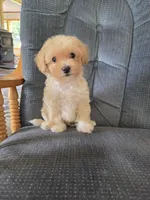 Rusty, a male Maltese and Poodle - Miniature  for sale in Brazil, IN – 6 of 10