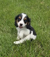 Lily, a female Cavalier King Charles Spaniel for sale in Brazil, IN – 8 of 10