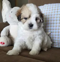 Teddy, a male Maltese and Poodle - Miniature  for sale in Brazil, IN – 4 of 9