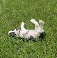 Lily, a female Cavalier King Charles Spaniel for sale in Brazil, IN – 7 of 10